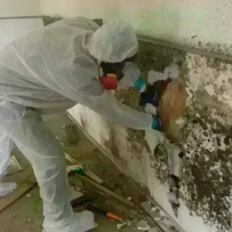 Mold Remediation and Removal in Batesville, MS